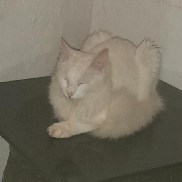 Matilde Schaerer tweet media