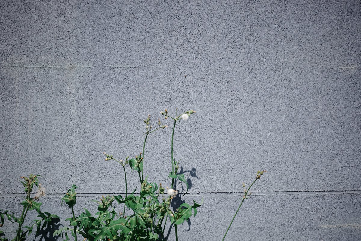 ipas1984's tweet image. 今日みた景色、そのいち。
綺麗な植物とかいい色の壁とか見たら反射的に撮っちゃう。

#gr #grsnaps #grdays #gr4