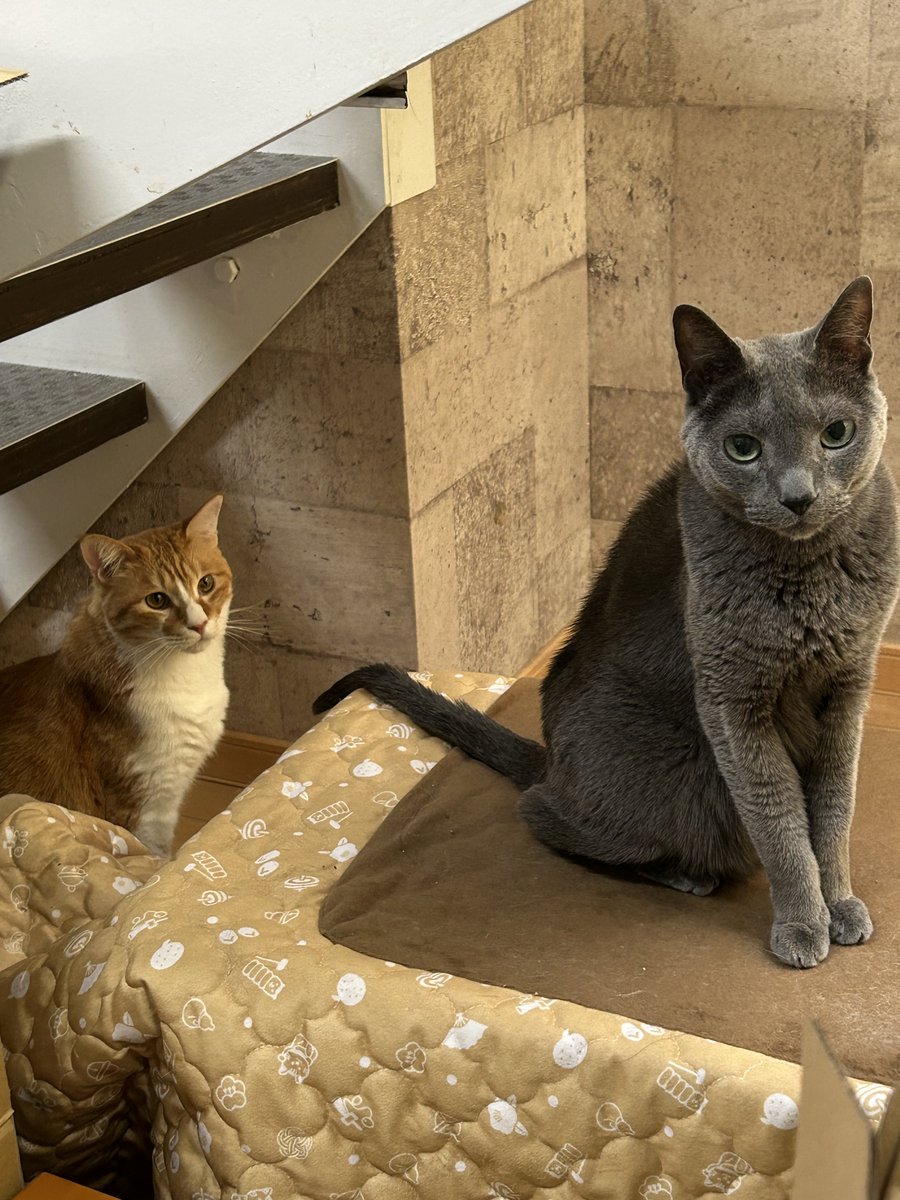 天王寺キツネ　手を洗うおかっぱ好き漫画家 tweet media