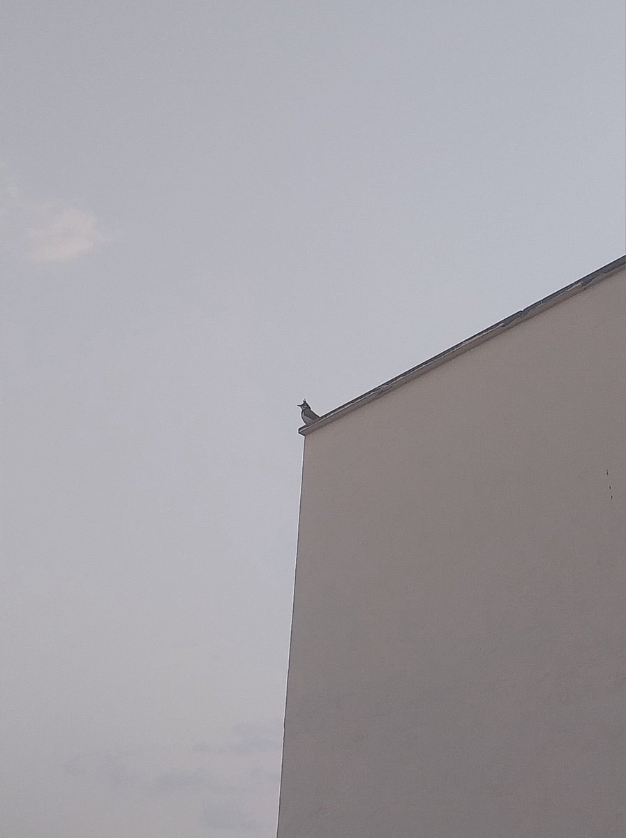 sanam_pemmaiah's tweet image. Caught ya!!👁📸 I stalk birds🧗‍♀️🤫
(zoom-max, secrecy-high🕵‍♀️)🕊🦜☁️😂😁💛✨️

#birds #smiles #sundayvibes #BirdsSpy #ilovemyclicks😊 #TwitterNatureCommunity