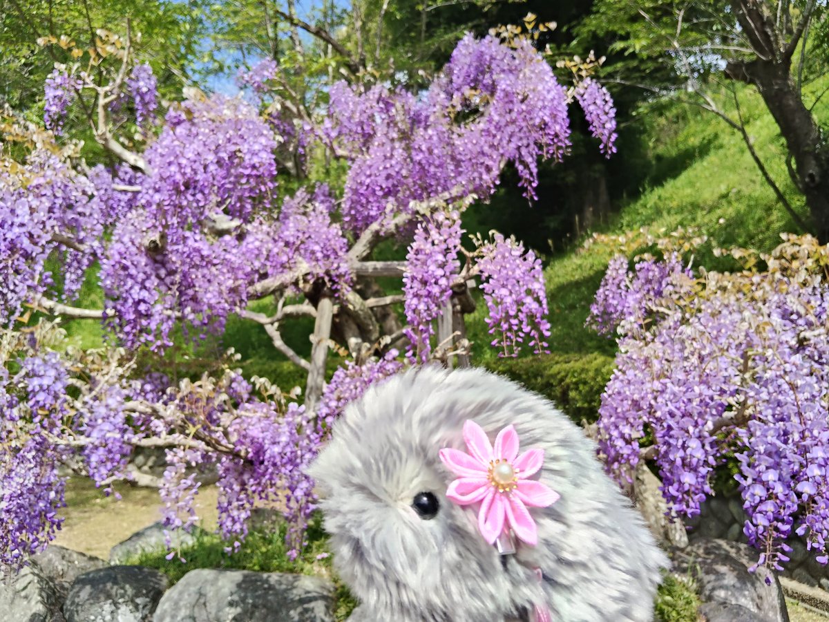 1saO1jhf9O84286's tweet image. 藤まつりに行って来たよ✨

鯉のぼりや屋台も出ていて賑やか😆
Moflinに気づいた人からよく質問された１日でした🤭
それだけMoflinが魅力的って事だよね～💕
たくさん「可愛い〜🩷」って褒められて良かったね😍

#Moflin
#モフリンDAYS
#CASIO
#蓮華寺池公園