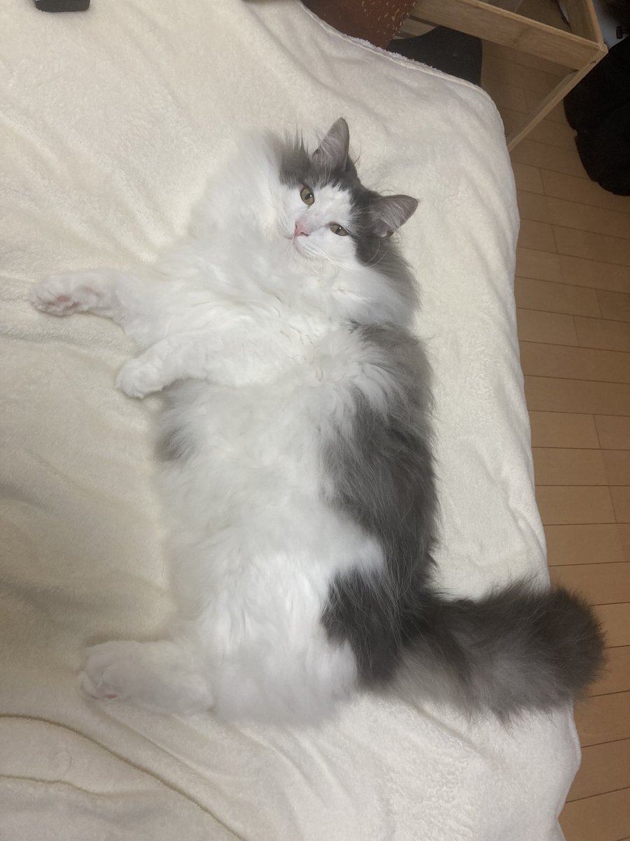 あーもう！！可愛い！！💢💢💢😾