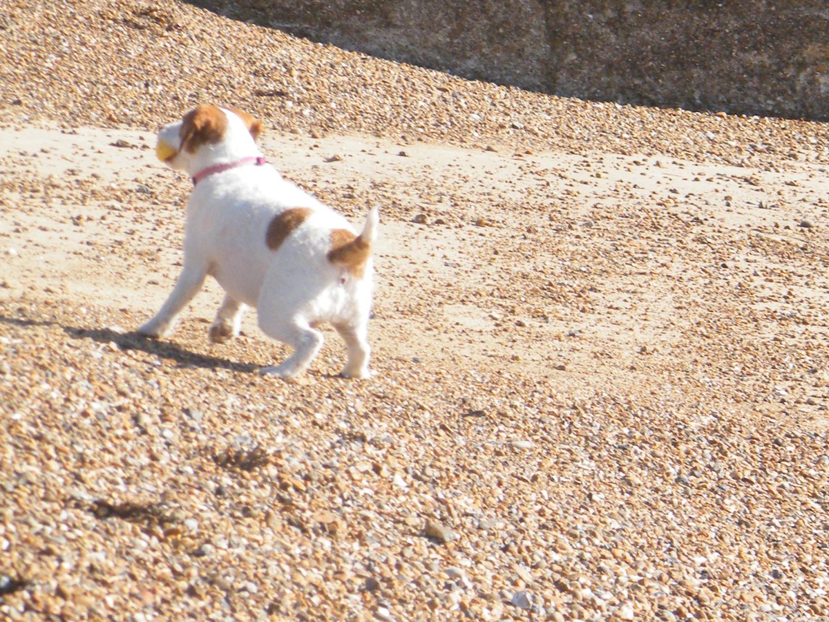 jonnyald's tweet image. down at Felixstowe beach #seadogs #swimming #coldsea #shingle #barking #happy #lives #suffolk #coast