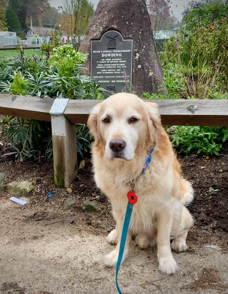 Pip the Golden Retriever 🌈 tweet media