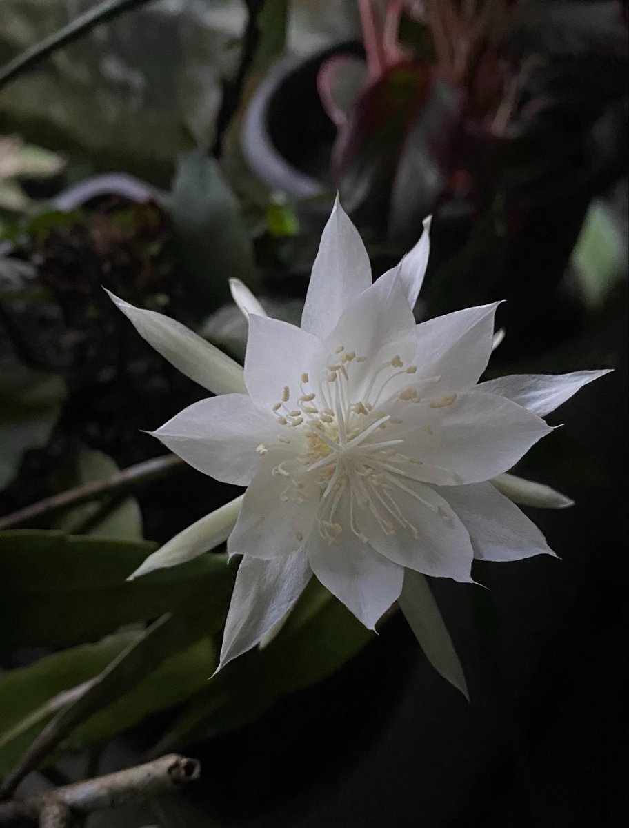 your golden retriever boyfie (father of One cat) tweet media