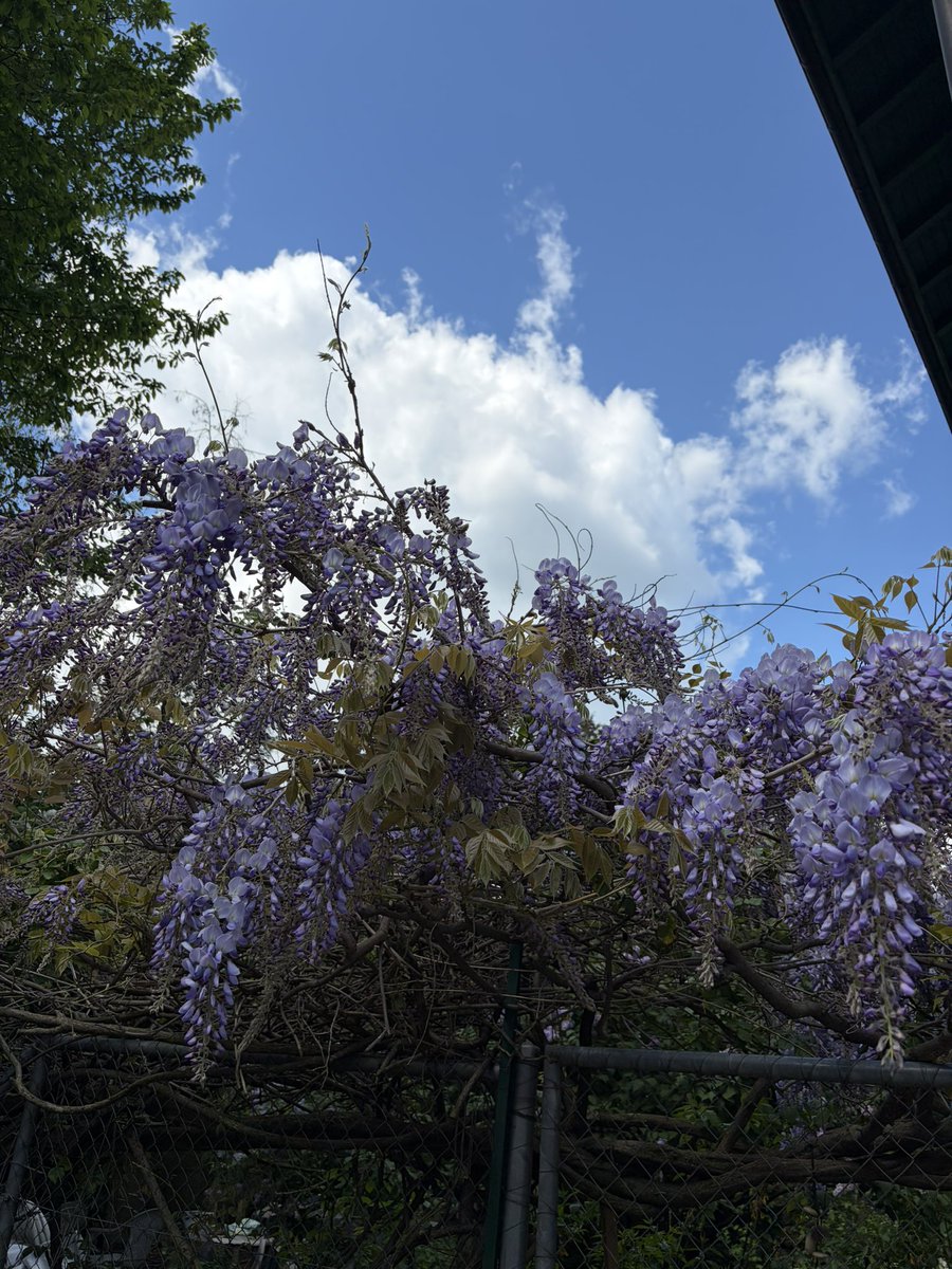PinkTaxiRunner's tweet photo. "Podrán cortar todas las flores, pero no podrán detener la primavera."
Pablo Neruda #Collonges #everysinglestreet https://t.co/tLqp3LN3MH