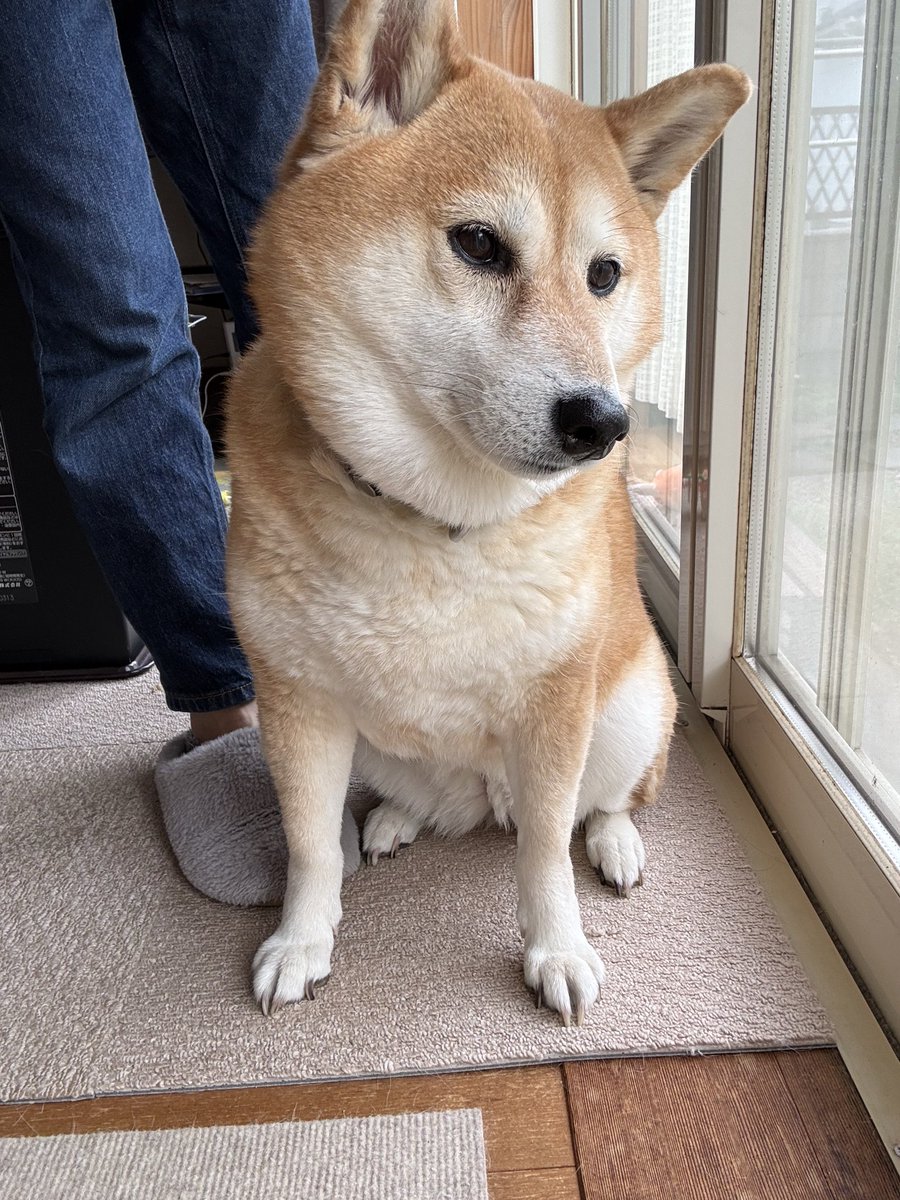 シンママ透明☺︎🎀1y tweet media