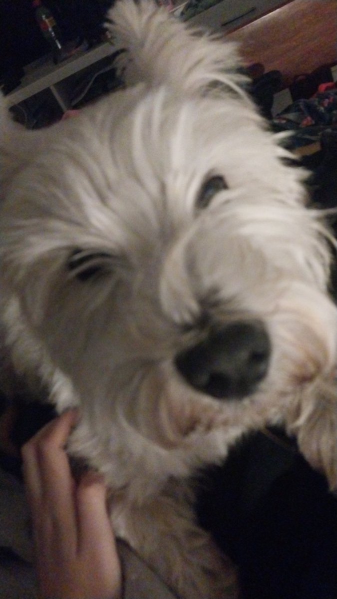 vince 🦈 vox of shedtwt tweet media