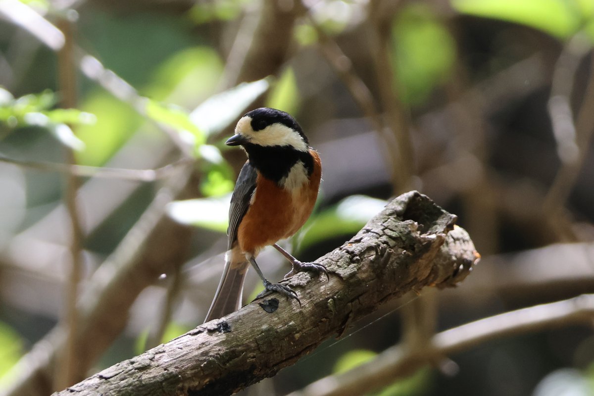 CuteJapanBirds's tweet photo. ヤマガラさん https://t.co/k6ELhcFndA