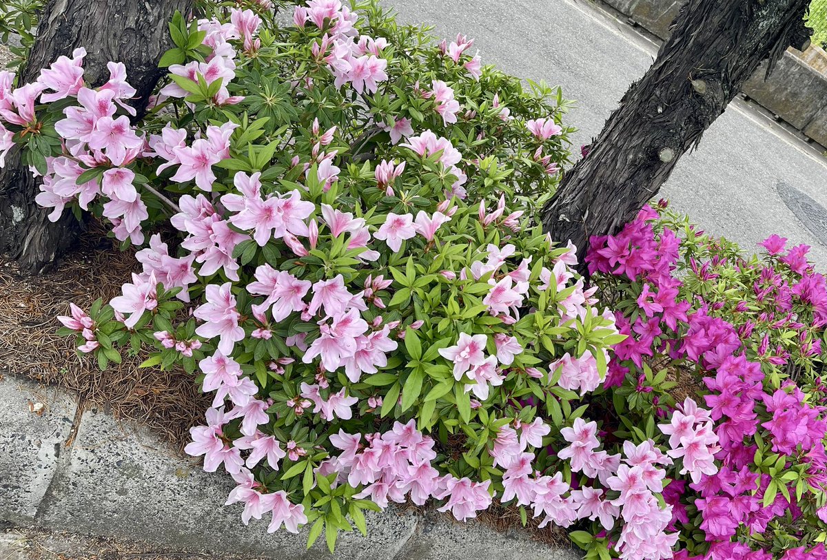 1️⃣⑥❼タコス兄弟の兄 🌮 ＨＩＲＯＳＵＫＥ 🌮 tweet media