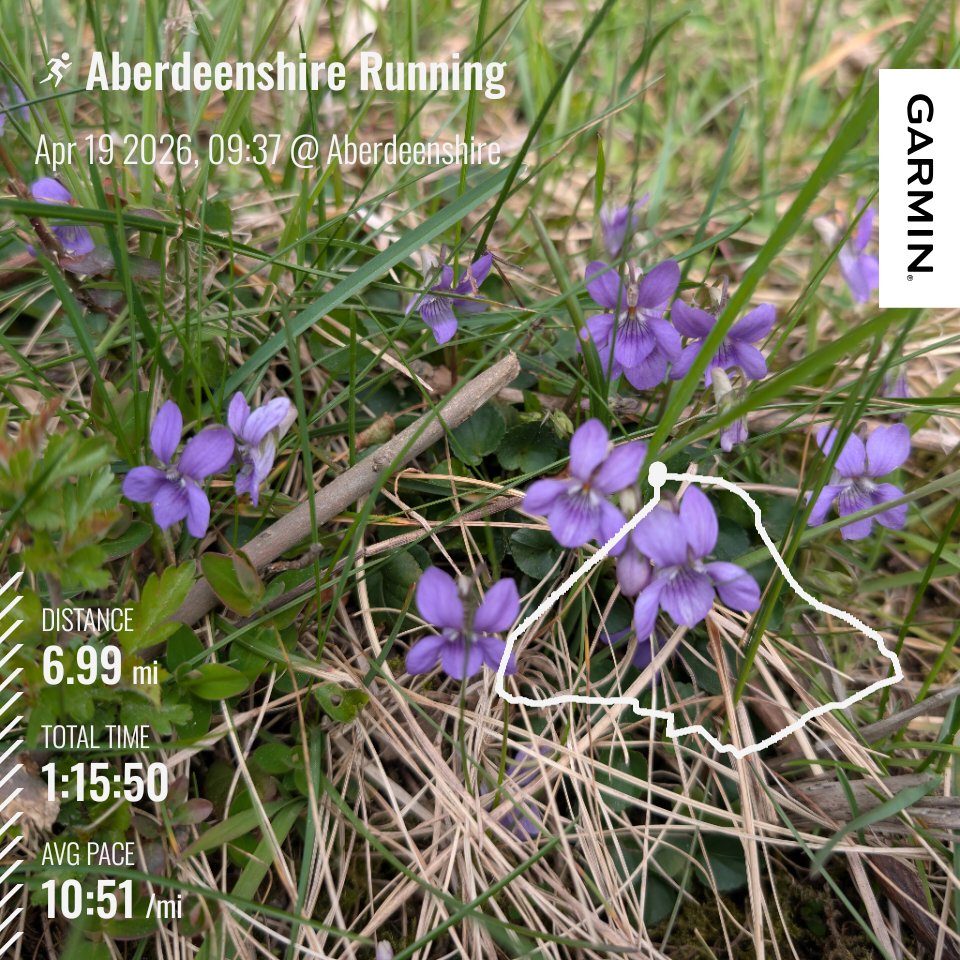 DooDahDog's tweet image. Day 365+109 - Cloudy, blustery, cool, dry.
A catch up #run with one of my bairns while Wilbur dog had a trot along. Fine conversation pace as the wind whipped all ways. Dog violets in bloom and bears in the woods.
#running #runsky #runningpunks #5kaday