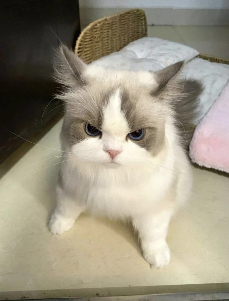 소양참 tweet media