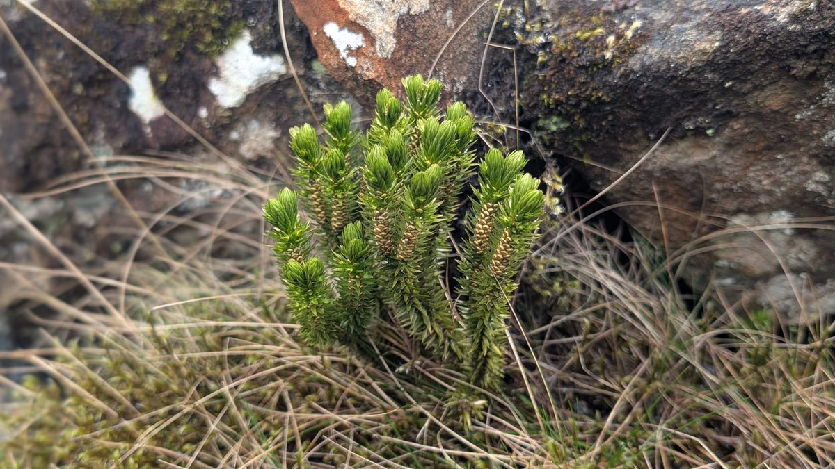 CommonByNature's tweet photo. It is always nice to stumble across a healthy patch of Fir Clubmoss (Huperzia selago) 🌲 #botany https://t.co/C4bJmUPM2o
