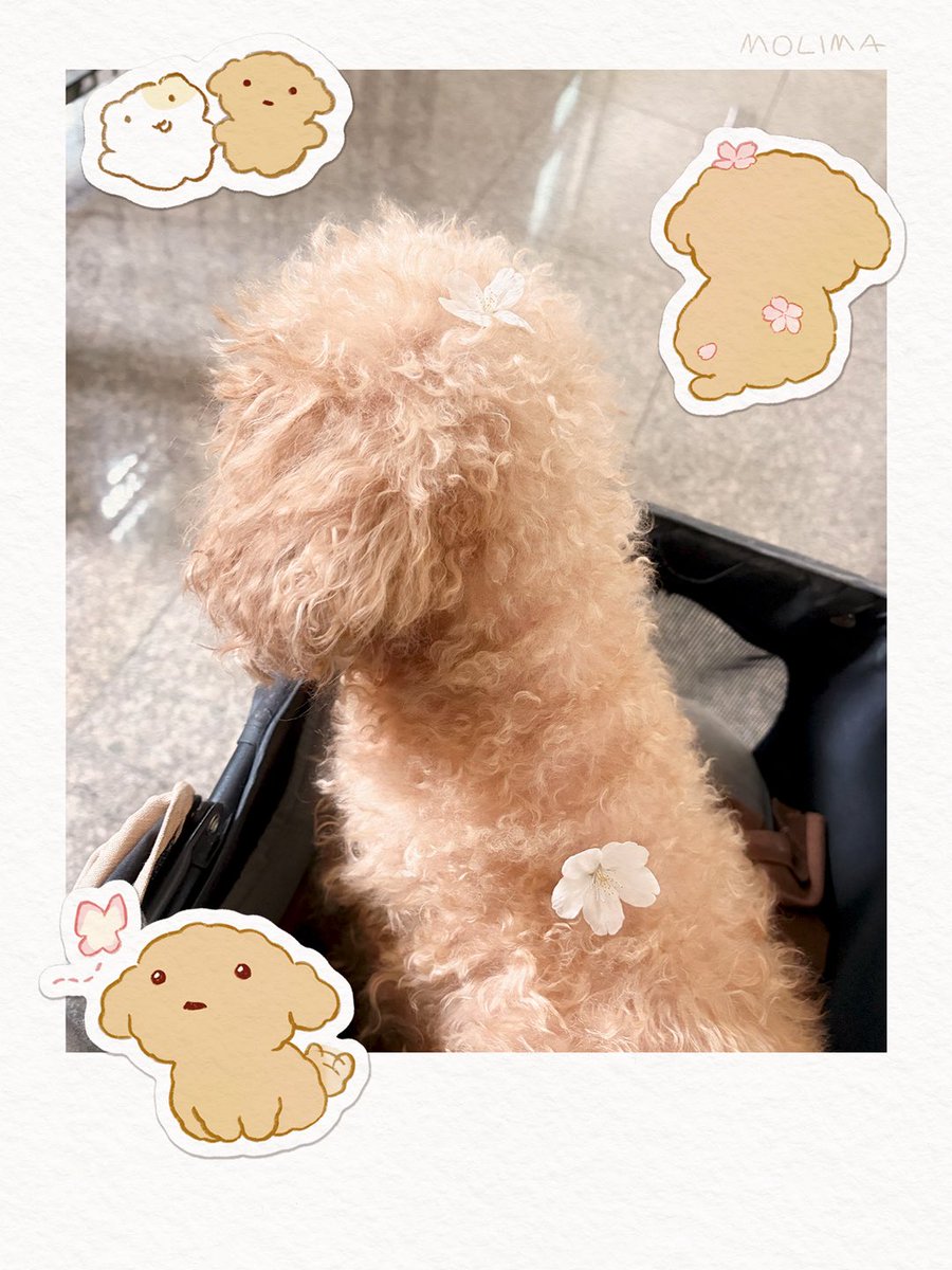 molima_shop's tweet photo. 그림의 모델은 우리집 귀요미 푸들 https://t.co/TWRl6H0NzW