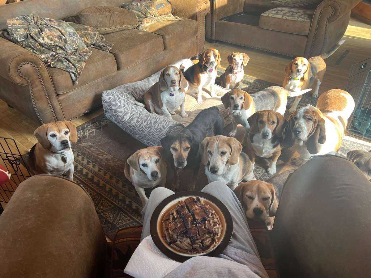 beaglefacts's tweet image. Where there is food, there will be #beagles. 🐶🥞#beaglefacts

📷 @DaveinAK / Twitter