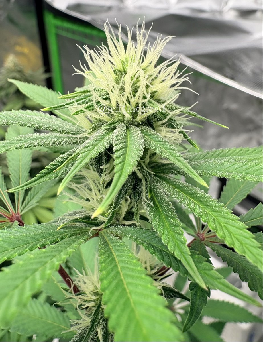 jeff_thegreat1's tweet image. Rocket Science 🧬

This is my version of a gorgeous yet hairy blonde on a cold, frosty day 🔥🔥

#GrowYourOwn #Frosty #GeneticsMatter #GHG #GreenThumb