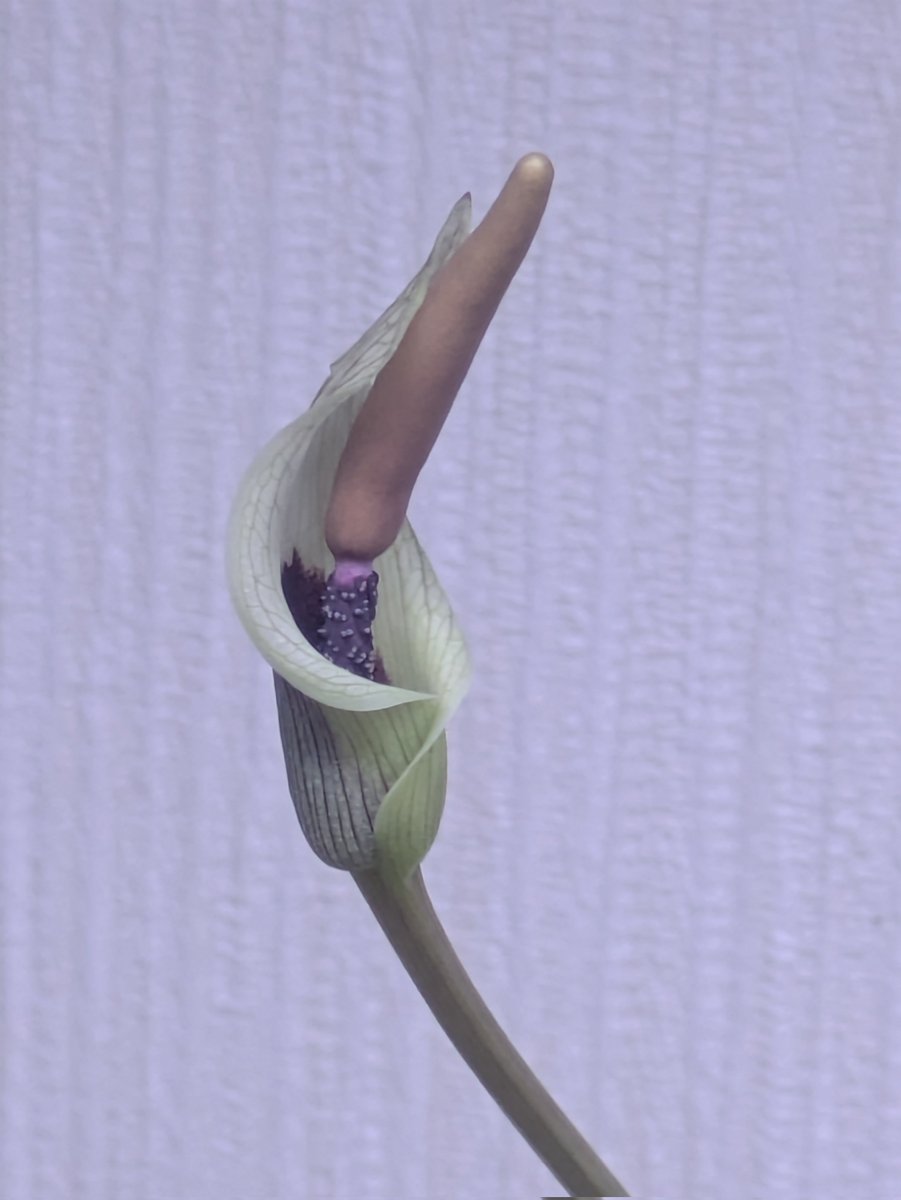 Amorphophallus ongsakulii
今年は葉が開くより花が咲くほうが早かった