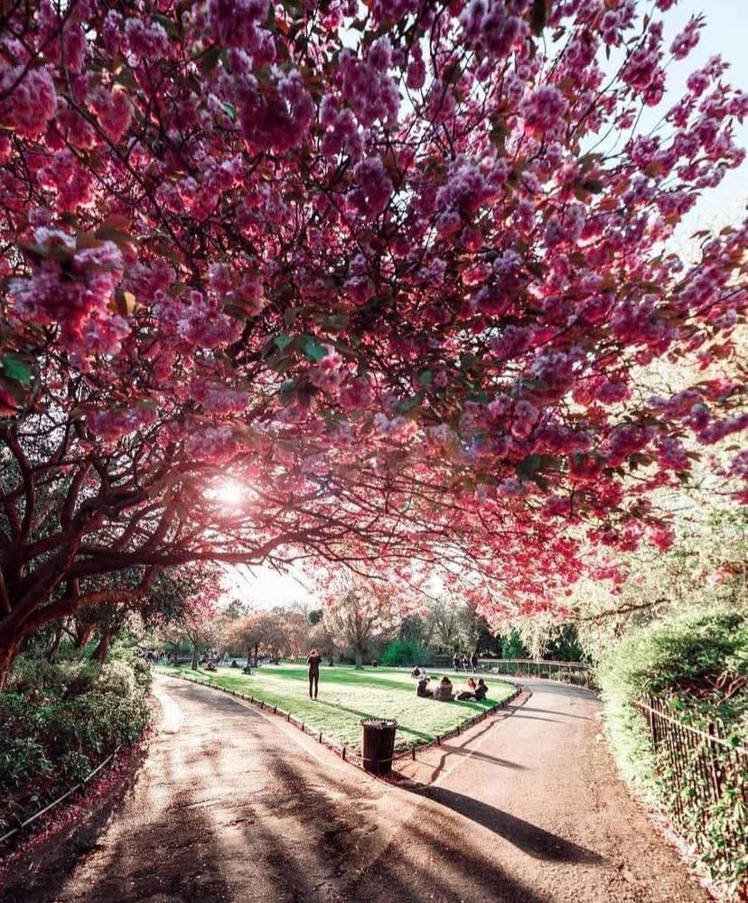 ThisIsIreland3's tweet image. Beautiful St Stephen's Green looking incredible. Happy Sunday to you all 💚

📍County Dublin Ireland 🇮🇪 

📸 Allex Vasques

#Dublin #Ireland #Sunday #StephensGreen #Dublincity