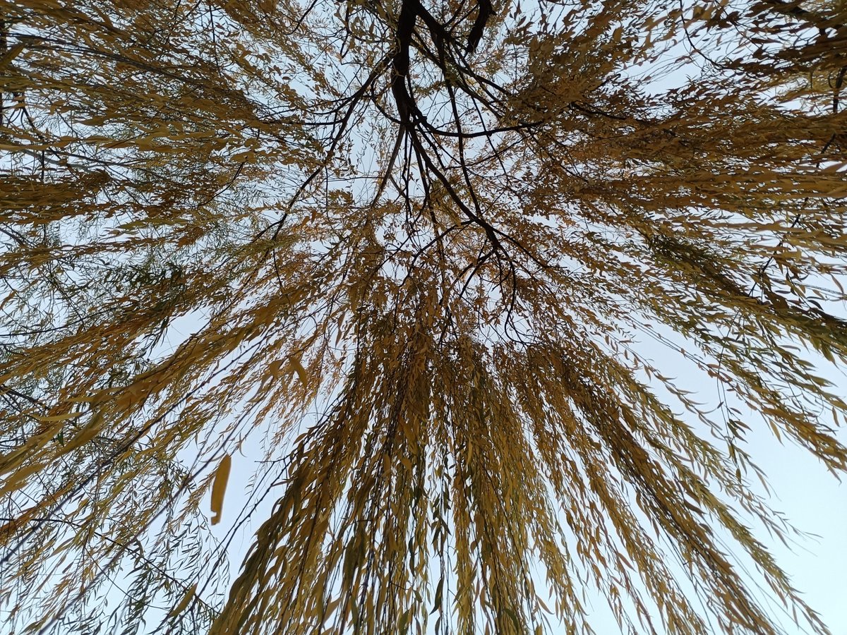 surer olivia tweet media