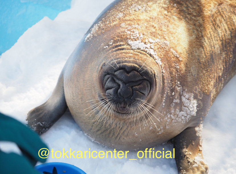 Poopywoopy tweet media