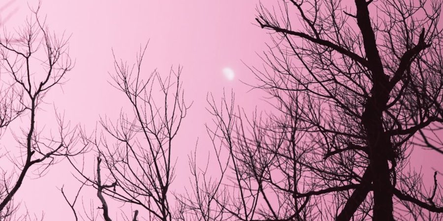 aesthetic tweet media