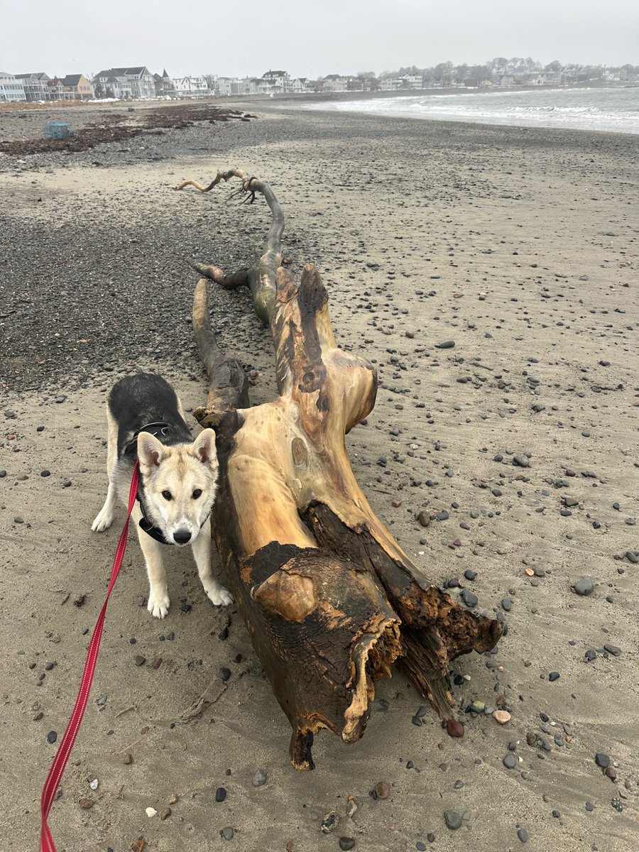 Charlize_Don’t_Surf tweet media