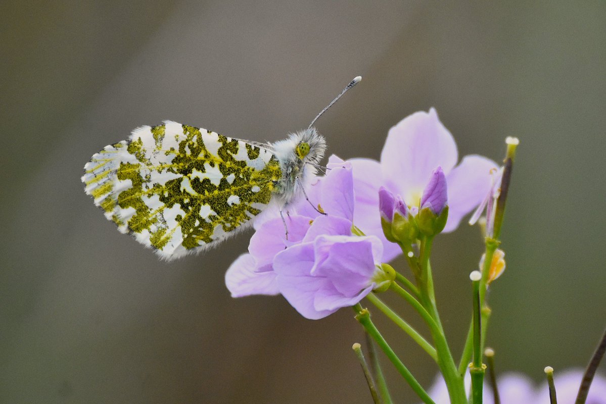 Simon Rose tweet media