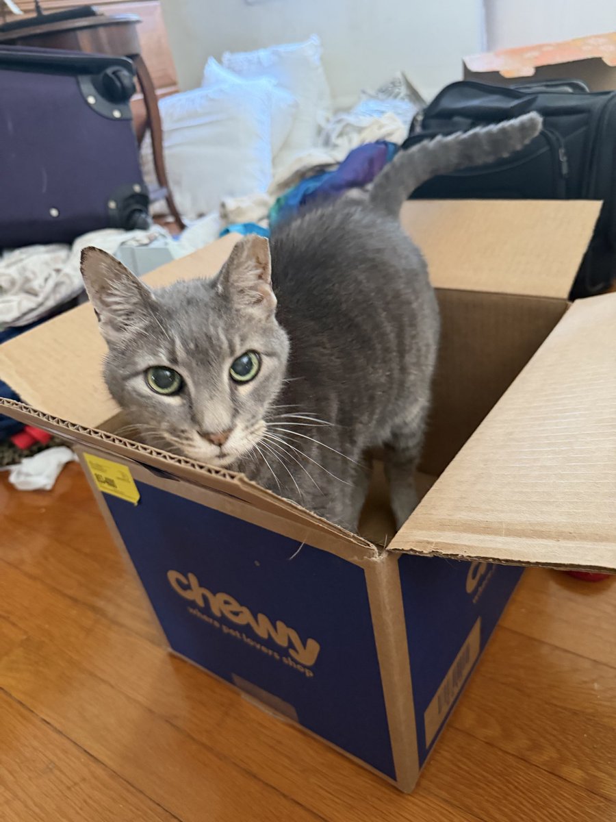 IRateBoxes's tweet photo. The human is decluttering and donating. I am not clutter and I hope she is not donating me. Box is purrfect fits anyway 11/10 (extra point because it was previously filled with noms from @Chewy) #catsinboxes #catboxSunday https://t.co/aBcS2dCwTo