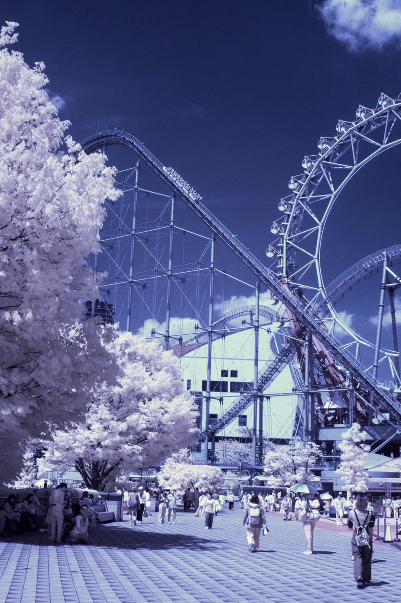 f_t_photograph's tweet image. 今日の散歩
後楽園と不忍池

#snapshot
#赤外線写真
#irfilter
#infraredphotography
#IRphotography