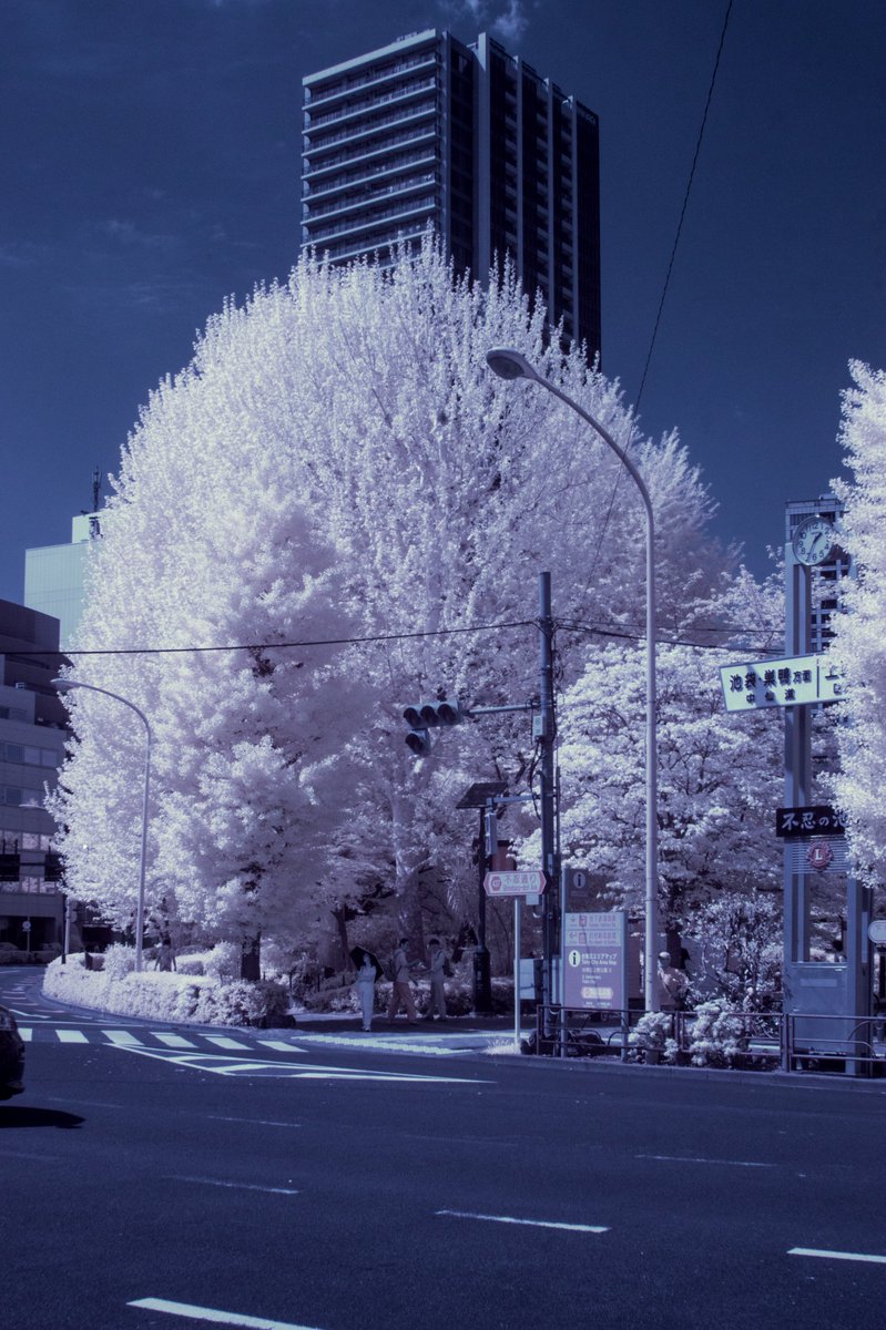 f_t_photograph's tweet image. 今日の散歩
後楽園と不忍池

#snapshot
#赤外線写真
#irfilter
#infraredphotography
#IRphotography
