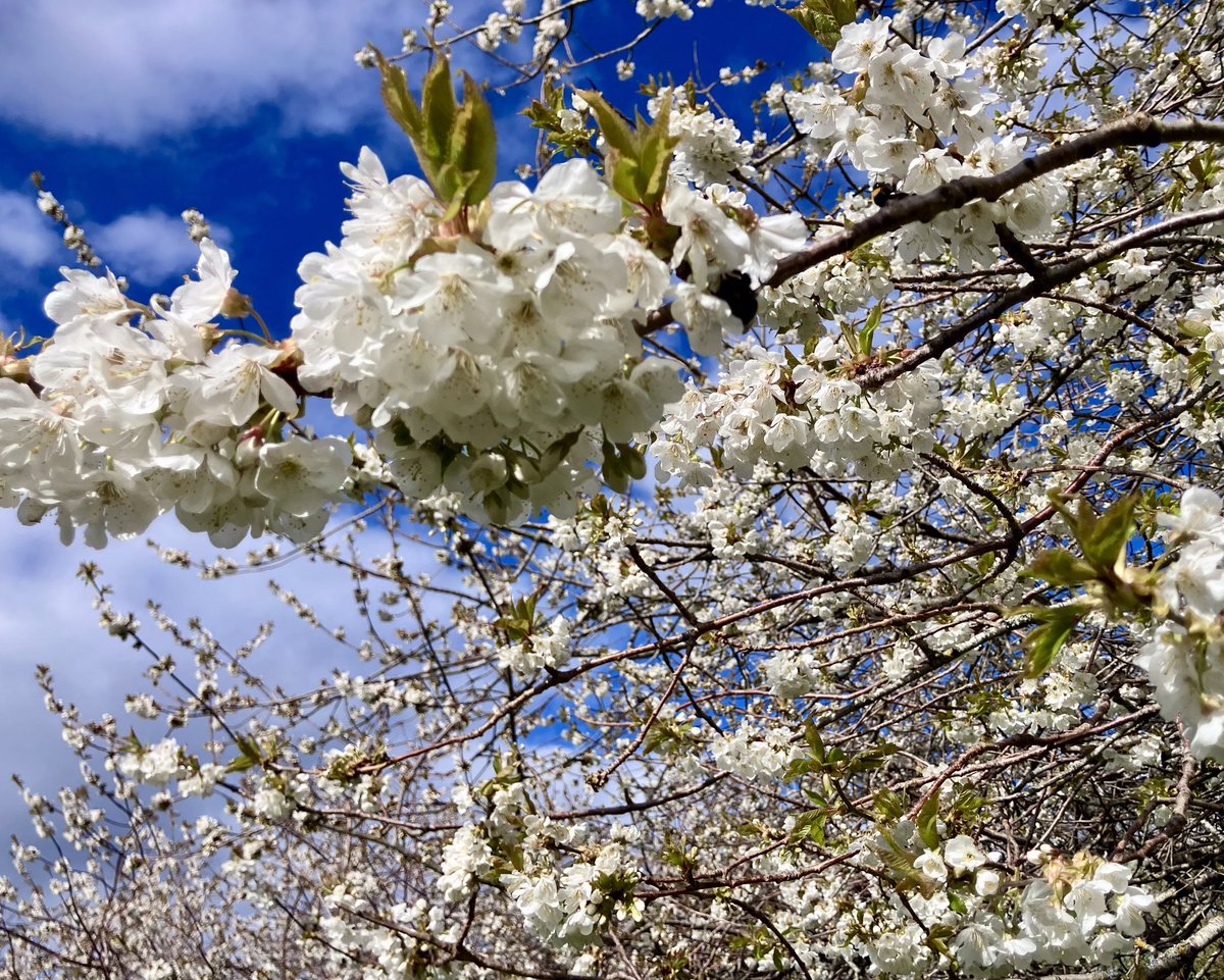 cloudymamma's tweet image. Our garden white cherry blossom trees 🍒🤍🤍🤍 🐝 

Inverness 

#LoveUkWeather #cherryblossom #blossomwatch
