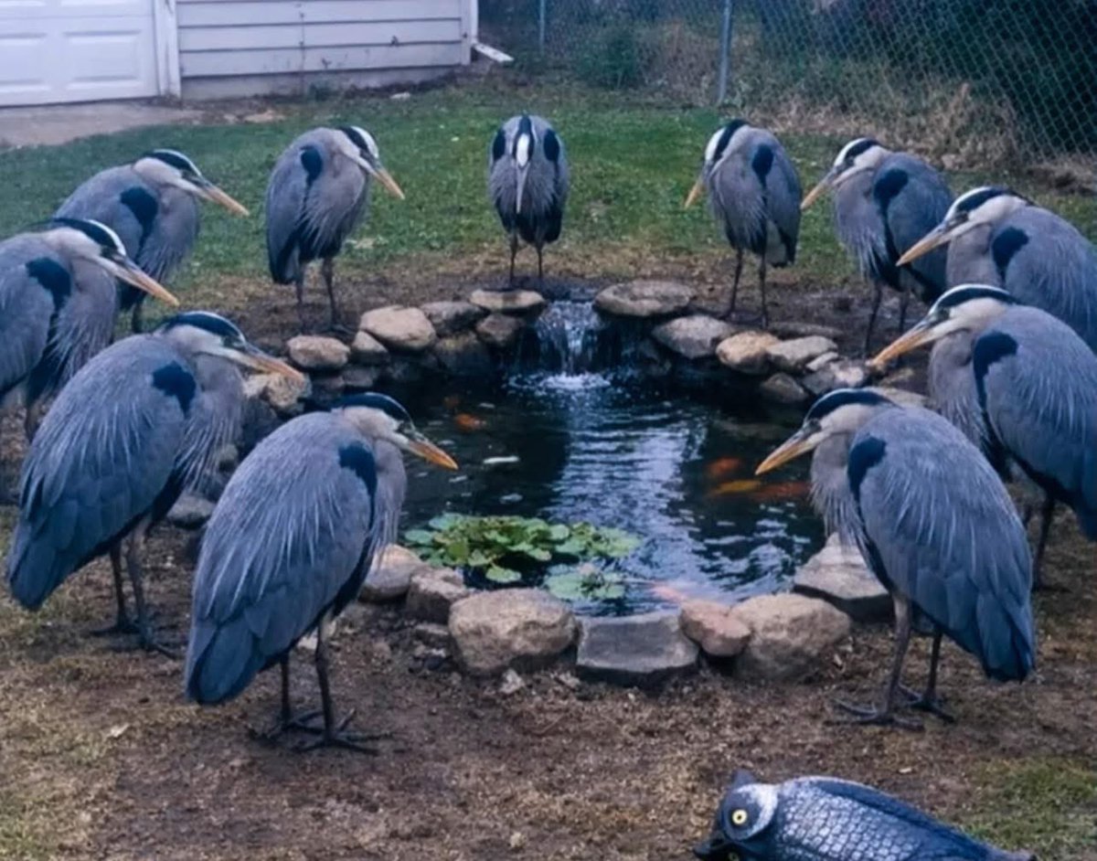 Mr PitBull tweet media