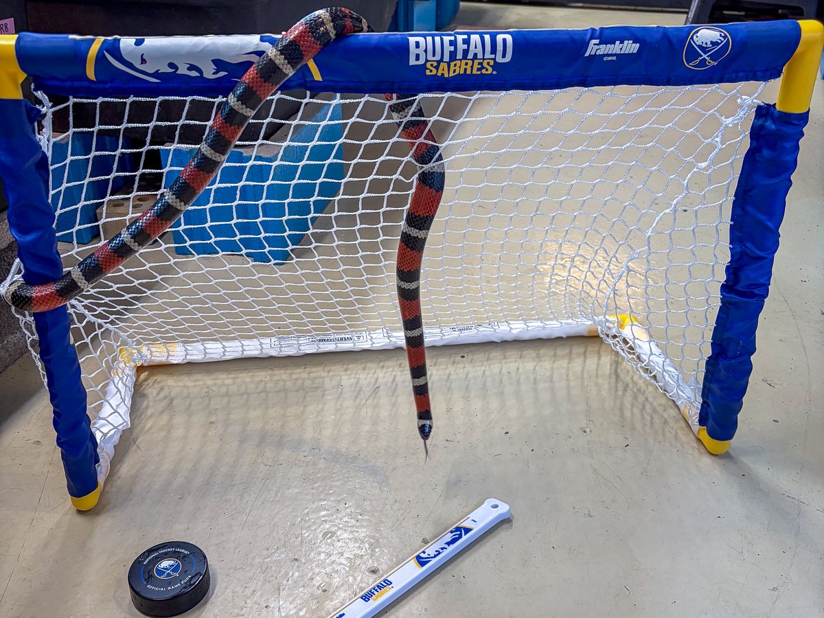 Welcome to the Seabrehood 🦬 ⚔️