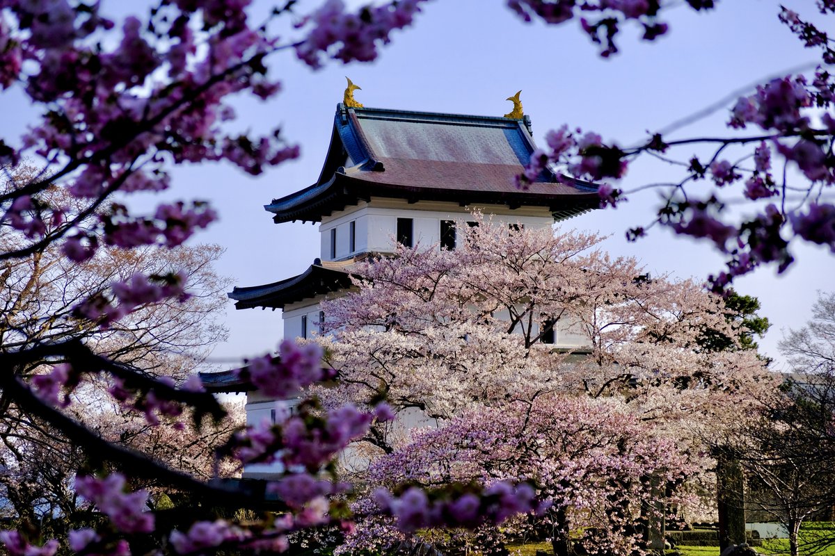 Domon 🏔 tweet media