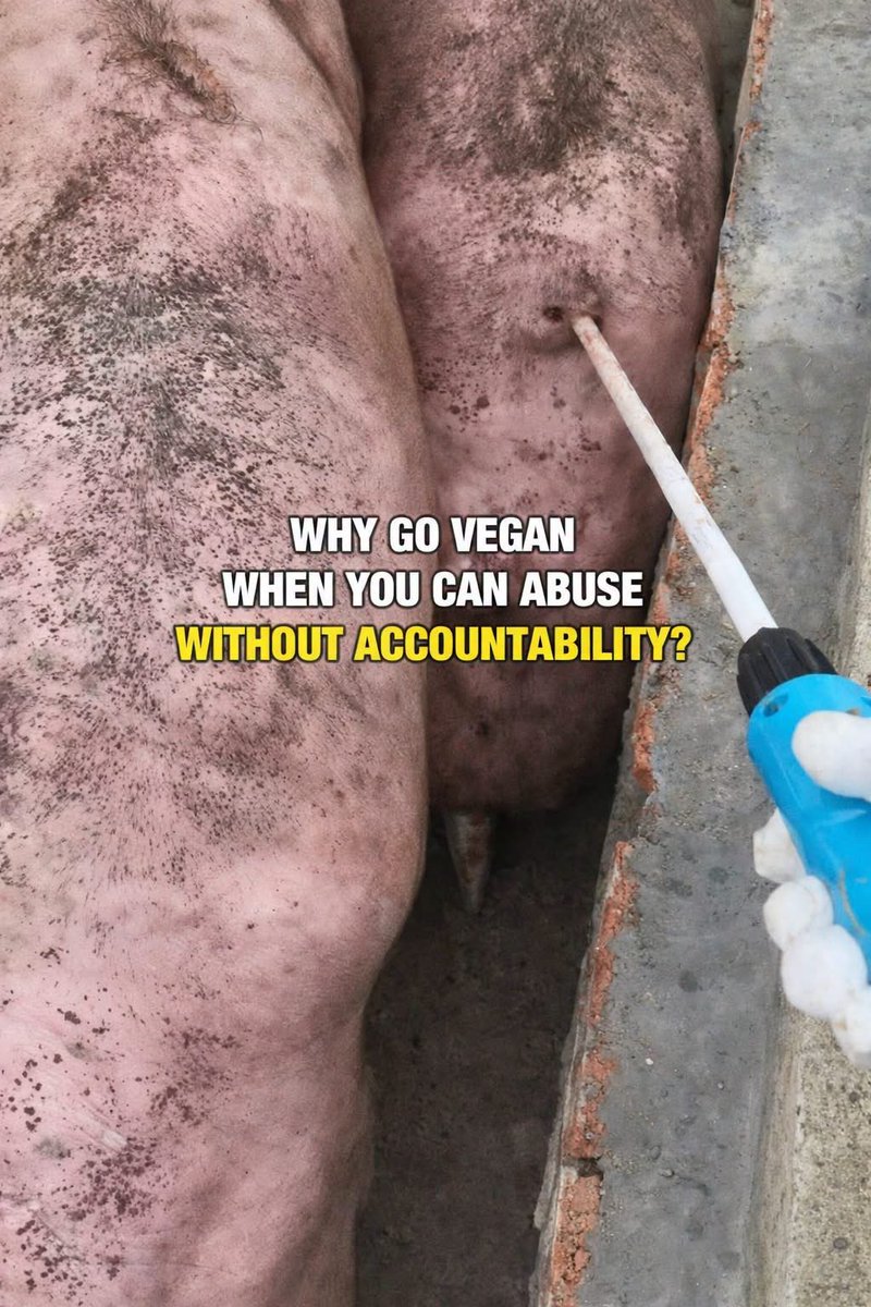 nasrene41's tweet image. #Vegan #PlantBased
WHY GO VEGAN WHEN YOU CAN ABUSE WITHOUT ACCOUNTABILITY?
Because compassion shouldn’t be optional. 
Every choice we make either supports cruelty or challenges it.