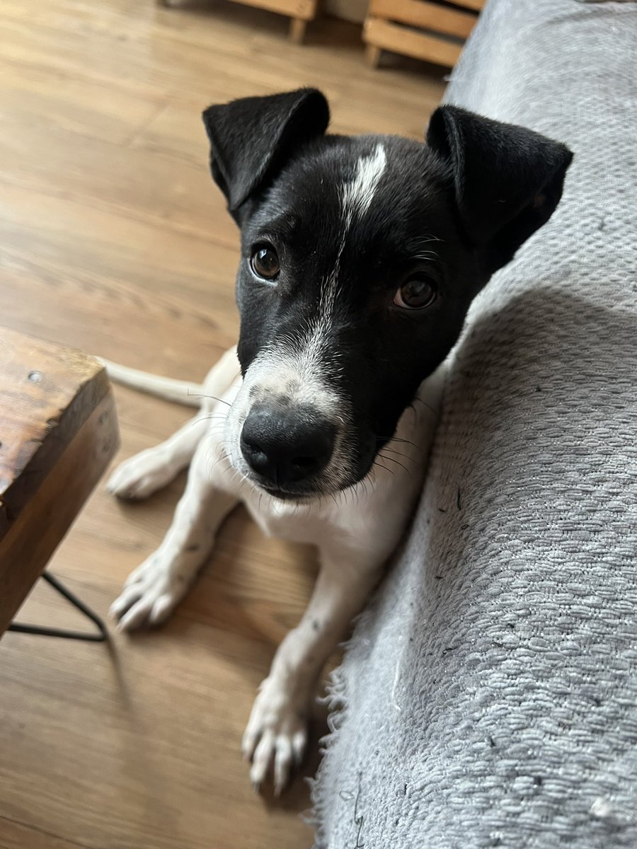 Firulais a salvo tweet media