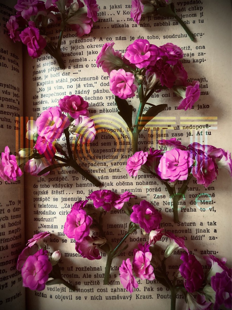 kottprodukce's tweet image. “Č𝑒𝓈𝓀𝑜 𝓂𝑜𝒿𝑒”. My stále budeme sušit 
květiny mezi stránkami v knihách na 
pořad zachránit krásných našich 
milostných láskyplných dopisů,
kterých nikdo od nás nikdy
nebude zouvat. 💌
#ShotOniPhone
#Středověký 
#Bohemia