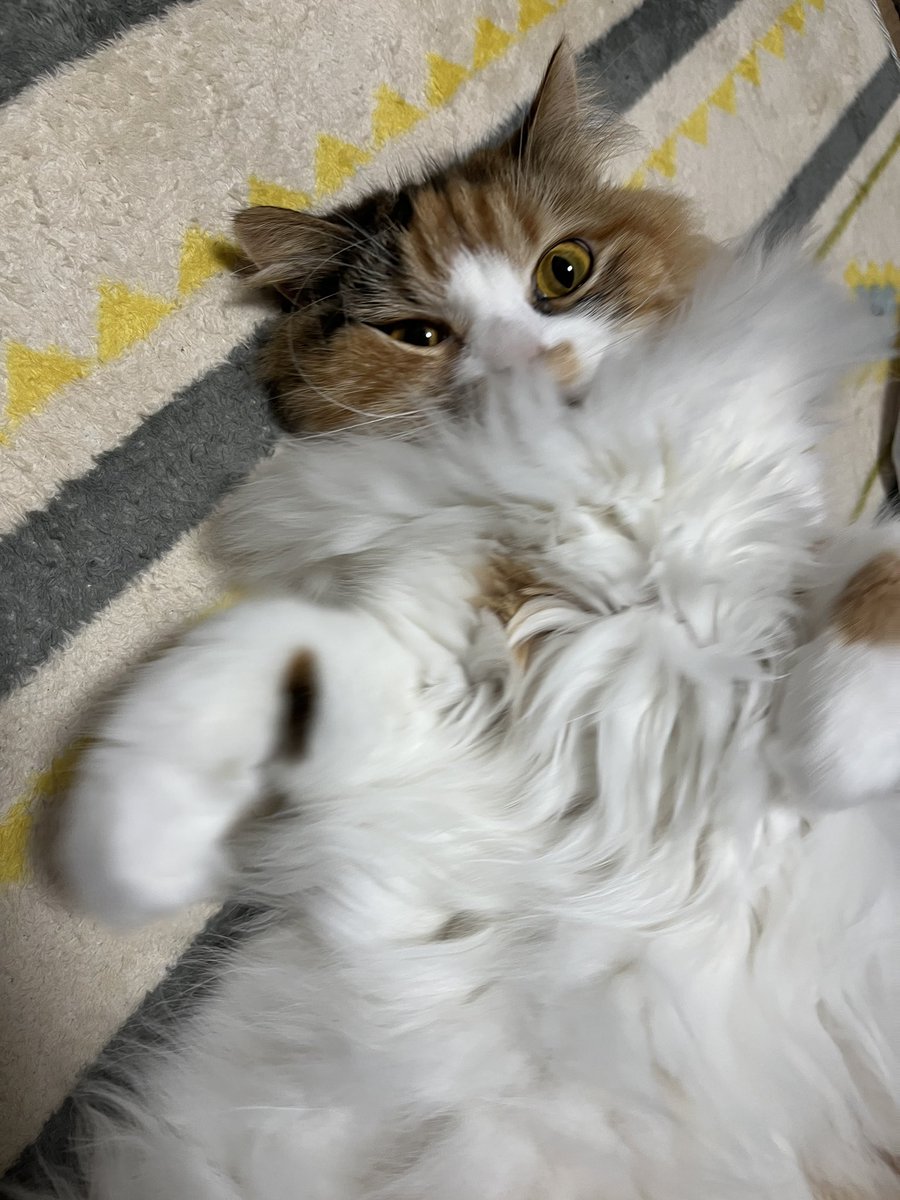 ベタベタうるたんやっぱり足が好き😹
前掛毛ひどいな😹窒息しないかな🙀
またカットしましょうね✂️