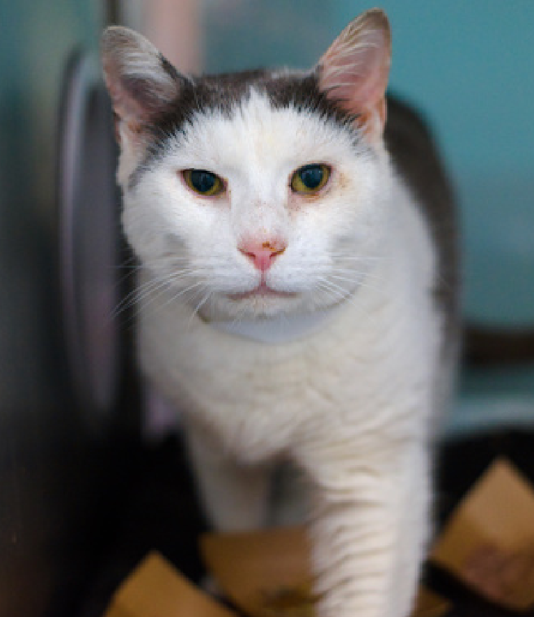 JLthekid9999's tweet image. 🆘🆘 LOKI-LI (ID 751791), 10 YO,  MALE–  IN QUEENS ACC - came into the shelter as a stray on 4/11/2026.    🆘🆘 😿 😿 😿 😿

➡️TBD 4/21/26

➡️ SENIOR ALERT

➡️ MEDICAL PRIORITY – NEEDS MORE CARE AND ATTENTION THAN THE SHELTER CAN PROVIDE – IN FELINE ICU

➡️ TOO LOW ON PLEDGES TO