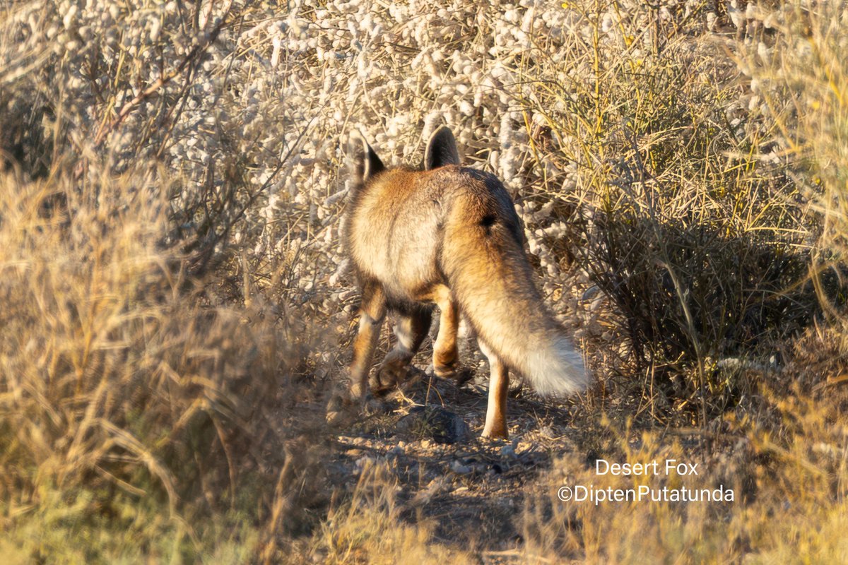 diptensworld's tweet photo. Sunday Travel Pics: @IndiAves

Desert Foxes found at the Desert National Park, Thar, are a different species from the Indian Foxes found all over the country. The identifying feature is that the Desert Foxes have white tail-tips vs the black tail-tip of Indian Foxes. Foxes have one of the thickest and bushiest tails among animals! They have very large Ears to hear minute underground sounds and also to dissipate Desert Heat. They build multi-entry deep underground dens to avoid very high desert temps over 50°C. Here’s are different individuals photo’d at DNP during early mornings and dusk, when they are most active. 
 
#travel #wildlife #animals #nature #birds #birding #birdwatching #birdphotography #naturephotography #travelphotography