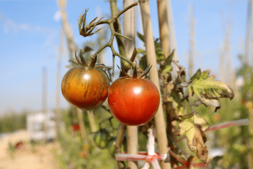 Kelly Williams tweet media