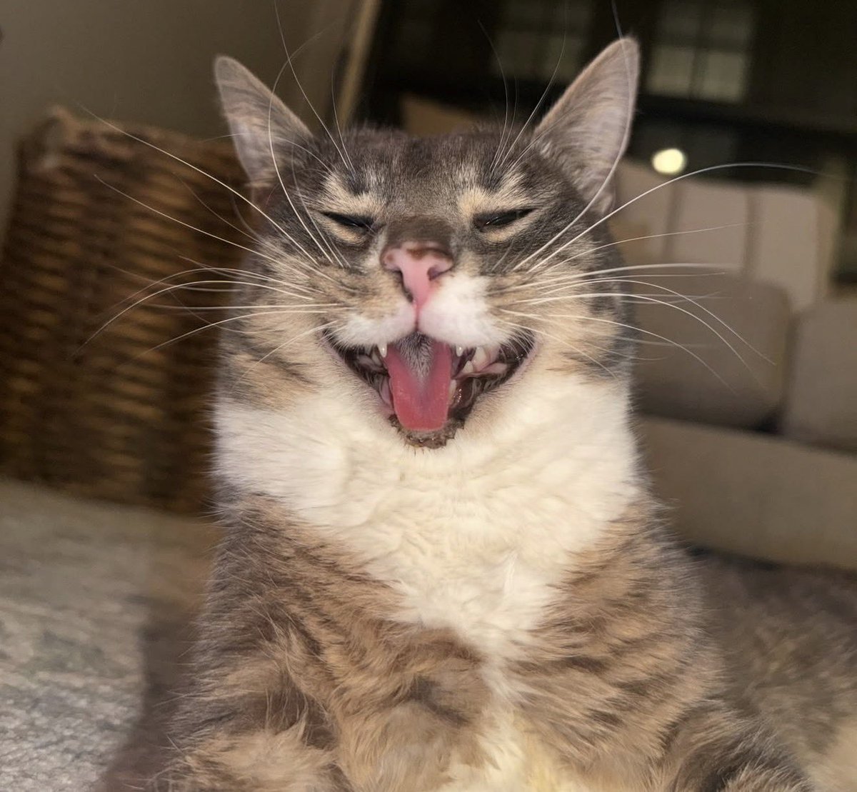 ૮ • ﻌ - ა tweet media