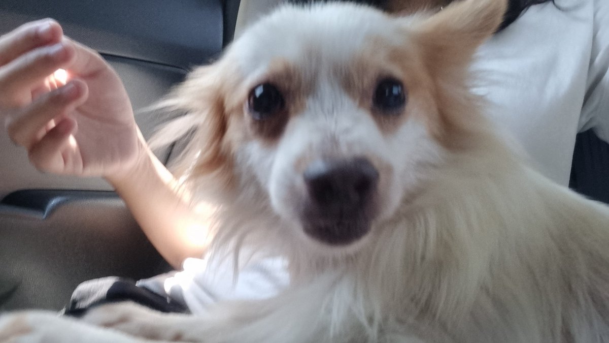 plumfairy_'s tweet photo. furever.🎐 https://t.co/8YW7wDIWJF