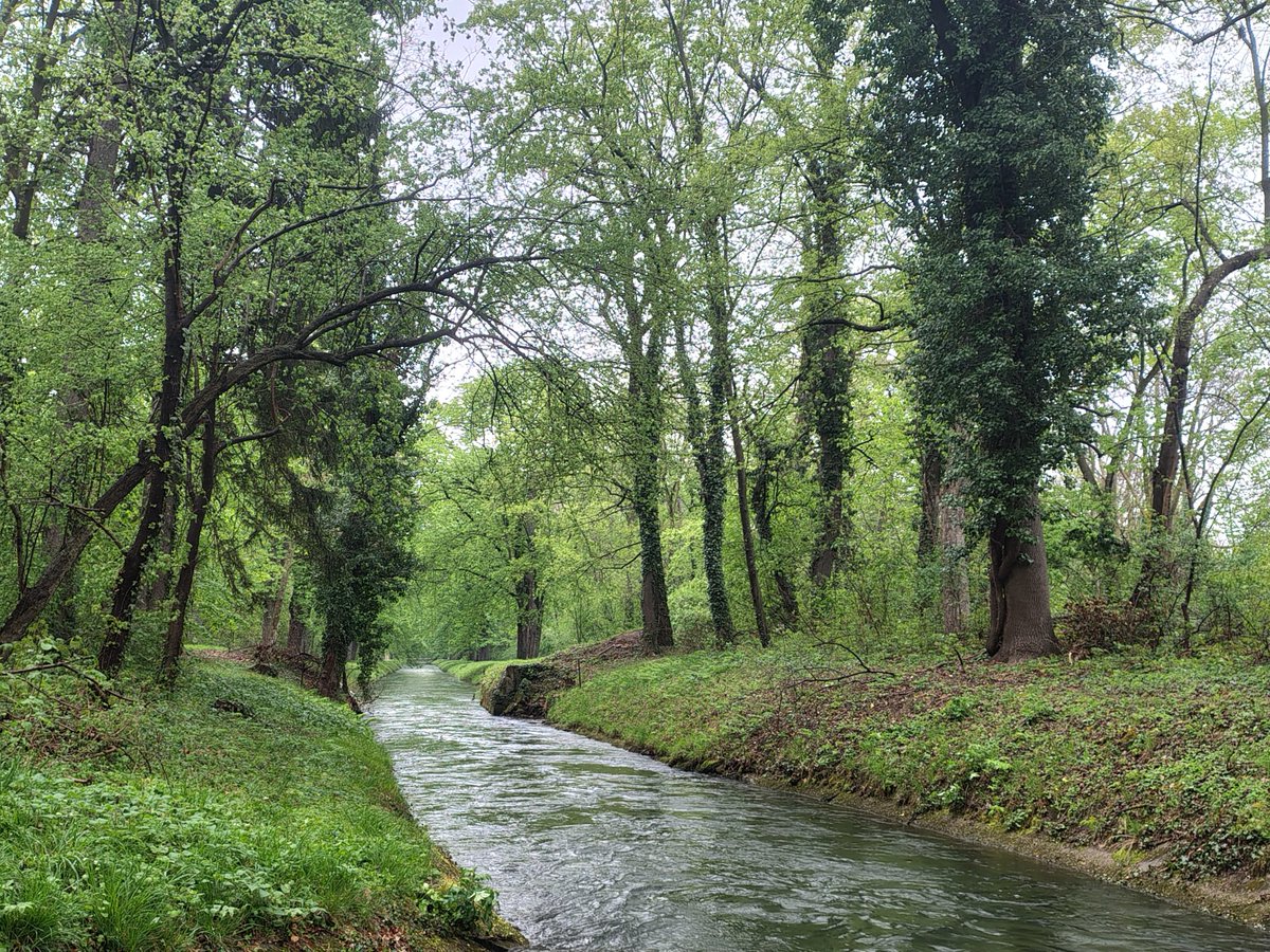 Der Wald:ens 🐸🇦🇹 tweet media