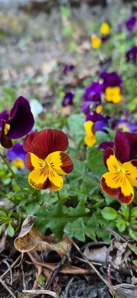 #Frühling