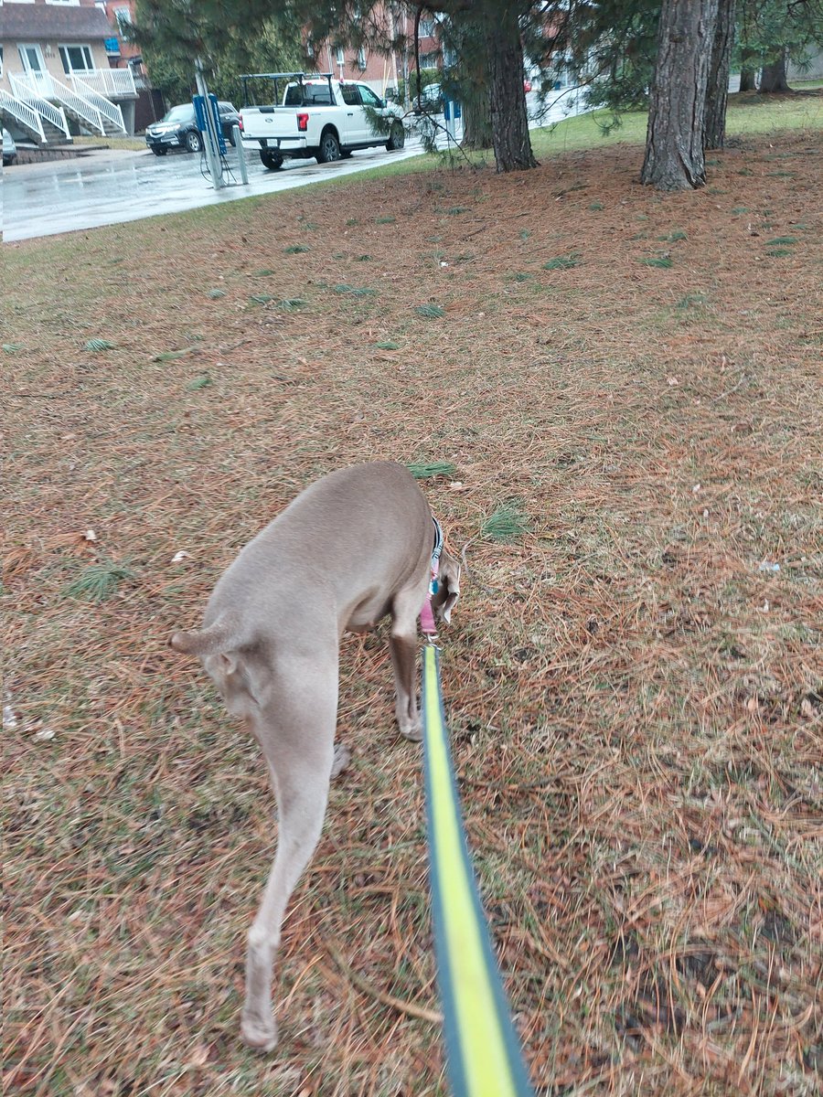weimrnr's tweet photo. Really not fans of cities and burbs #weimaraner #trooper #Mellie ♥️🐾 actually hate it, and it's why I left decades ago https://t.co/HJdnoNAWju
