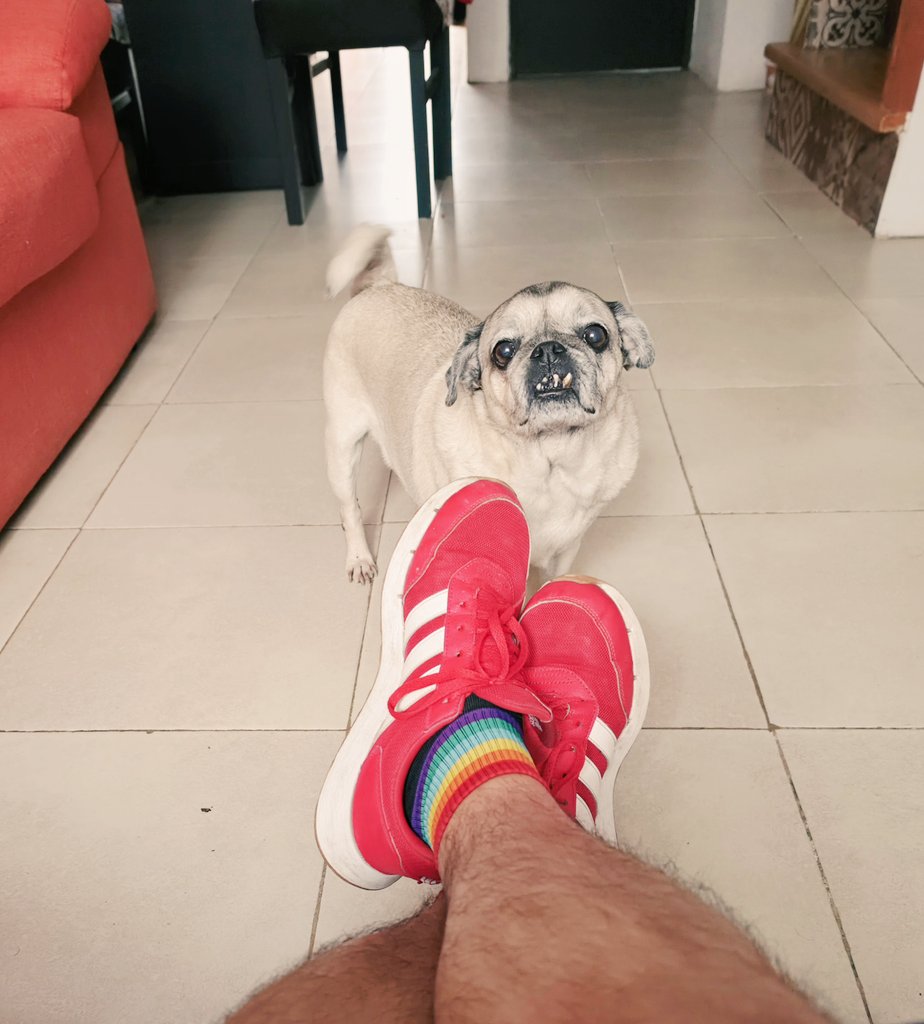 Uno de los principales motivos que no me mando solo en esta casa. Amo a Yinying #pug 12años ❤️ #felizdomingo #abril2026 #diosgraciasportodo