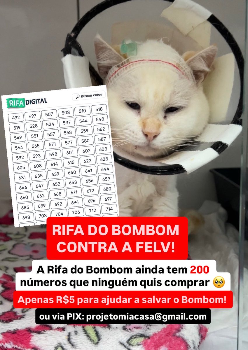 Projeto Mia Casa 🐱 tweet media
