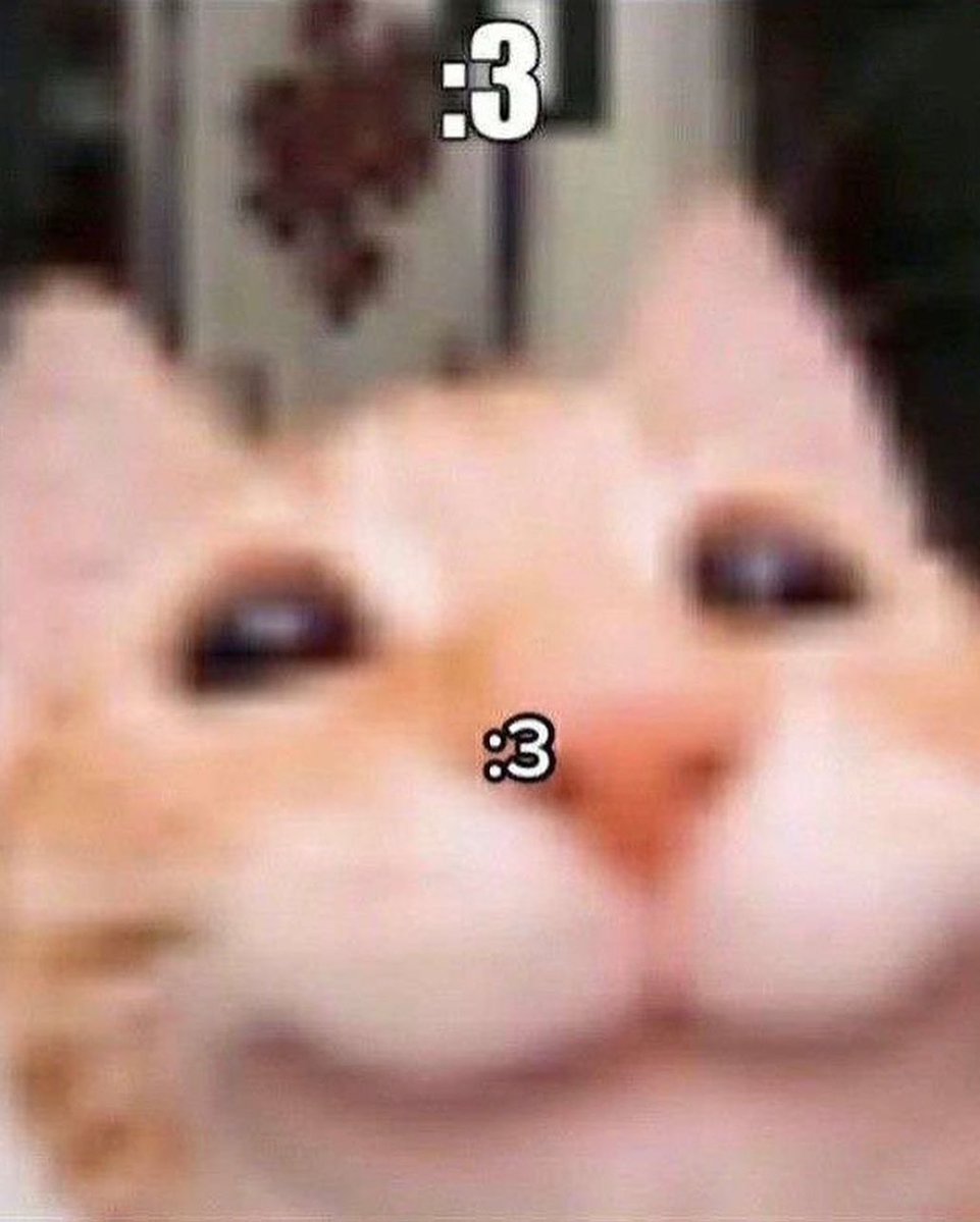 Punch Cat tweet media