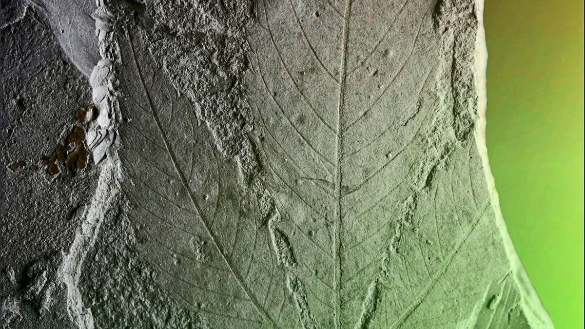 timtrichome's tweet photo. As they say, they have found the oldest cannabis fossils yet and who would have thought they come from Germany/Saxony Anhalt. https://t.co/o3HjTjO6RJ